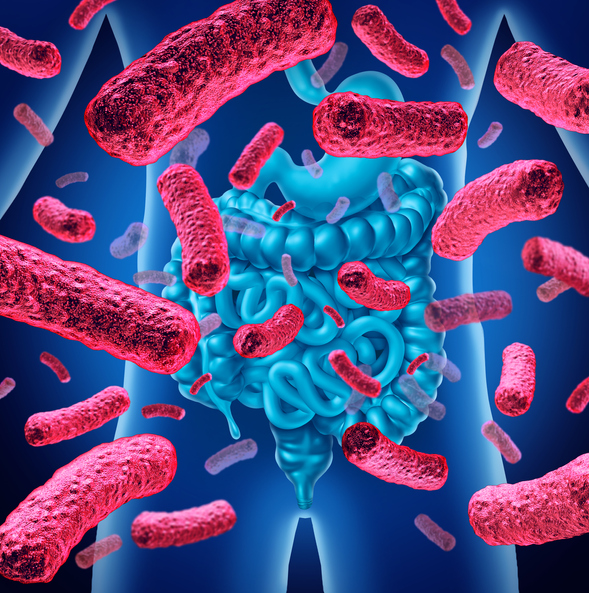 Intestine bacteria and gut flora or intestinal bacterium medical anatomy concept as a 3D illustration.