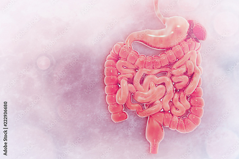 5 mitos e verdades sobre o intestino